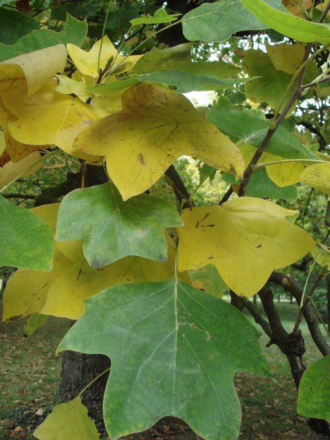 Liriodendron tulipifera feuille automne